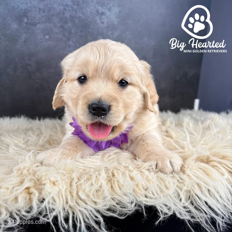 Chai – Miniature Golden Retriever puppy for sale in Utah, UT