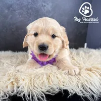 Chai, a female Miniature Golden Retriever for sale in Utah, UT – 1 of 2