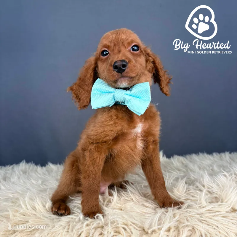 Loot – Miniature Golden Retriever puppy for sale in Utah, UT