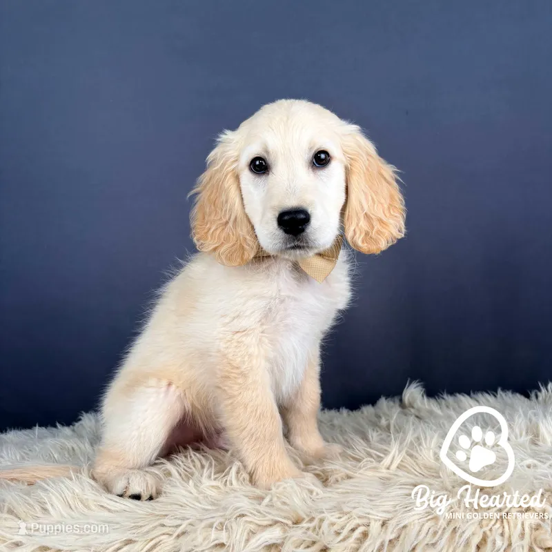 Arthur – Miniature Golden Retriever puppy for sale in Utah, UT