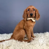 Rocky, a male Miniature Golden Retriever for sale in Utah, UT – 1 of 1