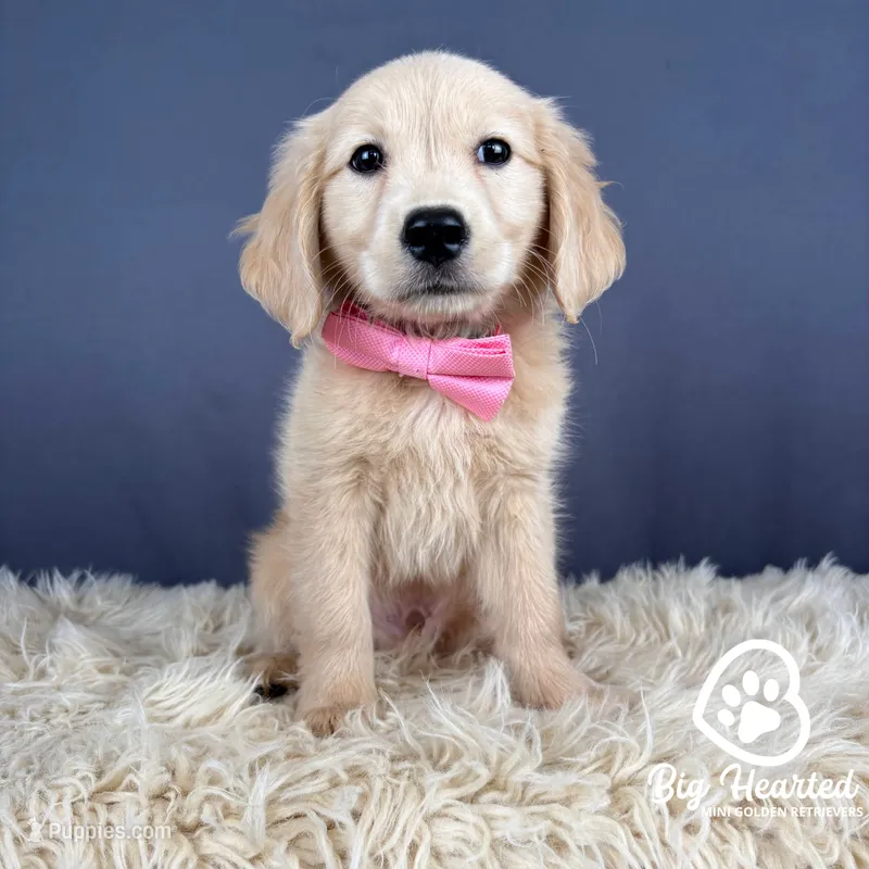 Bowser – Miniature Golden Retriever puppy for sale in Utah, UT