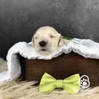 Billy, a male Miniature Golden Retriever for sale in Utah, UT – 2 of 2