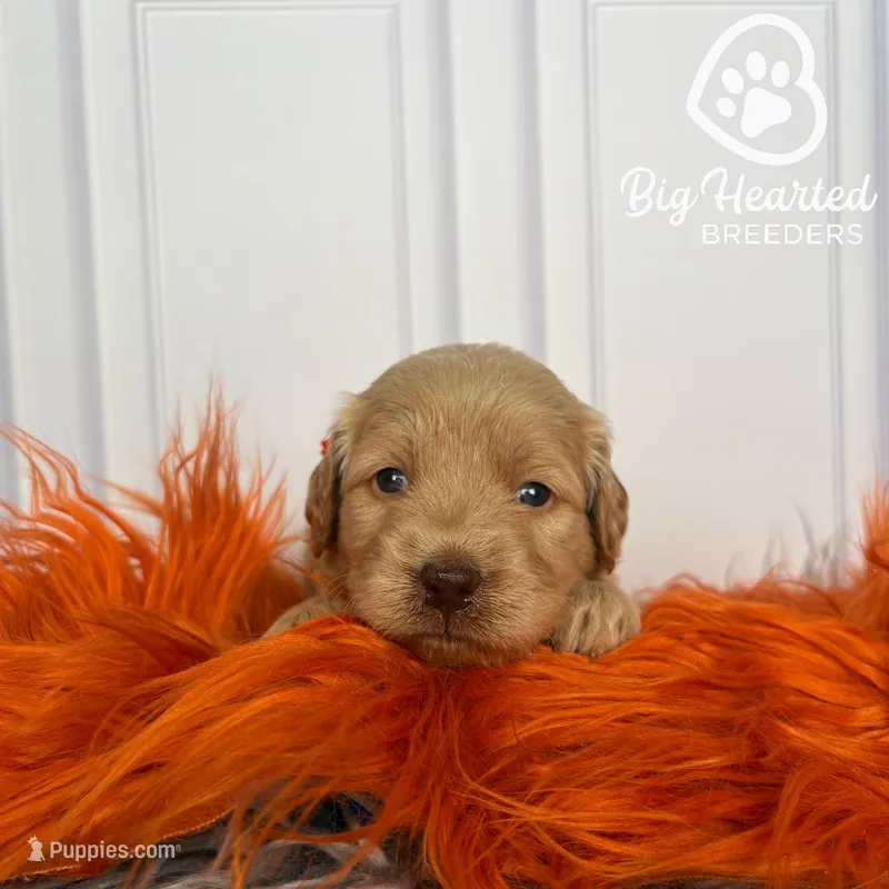 Pepper Potts – Miniature Golden Retriever puppy for sale in Utah, UT