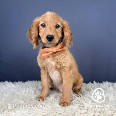 Johnny – Miniature Golden Retriever puppy for sale in Utah, UT