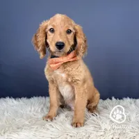 Johnny, a male Miniature Golden Retriever for sale in Utah, UT – 1 of 1