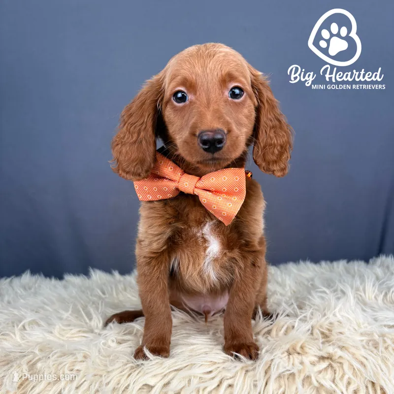 Fishstick – Miniature Golden Retriever puppy for sale in Utah, UT
