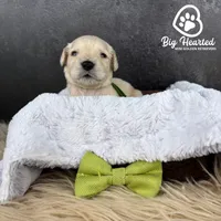 Billy, a male Miniature Golden Retriever for sale in Utah, UT – 1 of 2