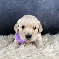 Chai, a female Miniature Golden Retriever for sale in Utah, UT – 2 of 2