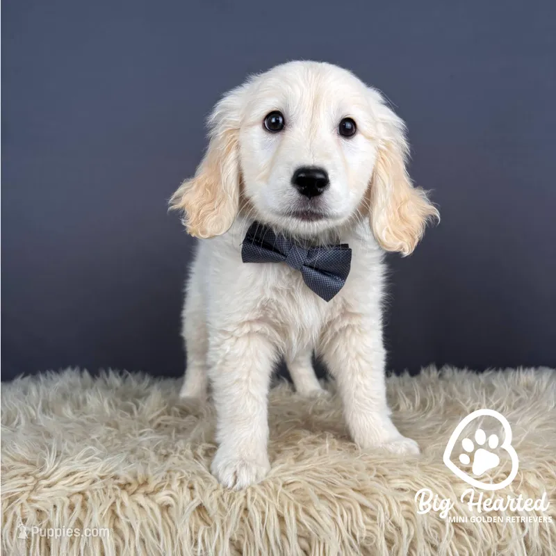 Lenny – Miniature Golden Retriever puppy for sale in Utah, UT
