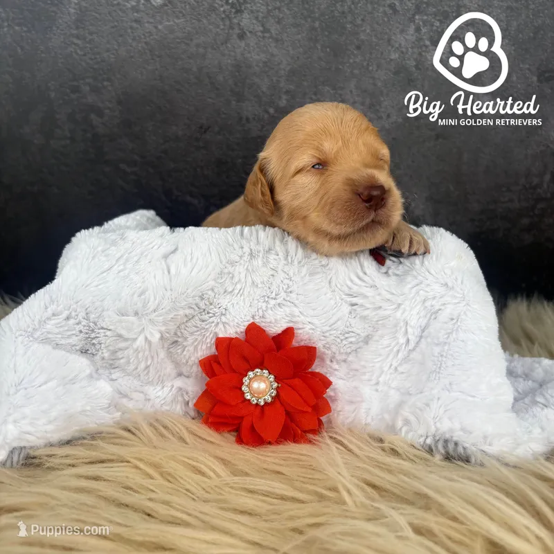 Pepper Potts, a female Miniature Golden Retriever for sale in Utah, UT – 1 of 2