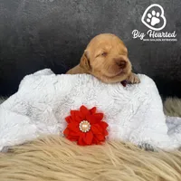 Pepper Potts, a female Miniature Golden Retriever for sale in Utah, UT – 1 of 2