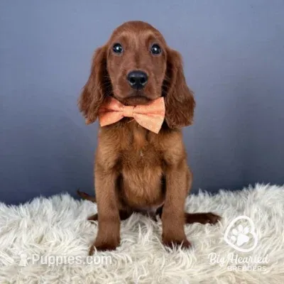 Carmel – Miniature Golden Retriever puppy for sale in Utah, UT