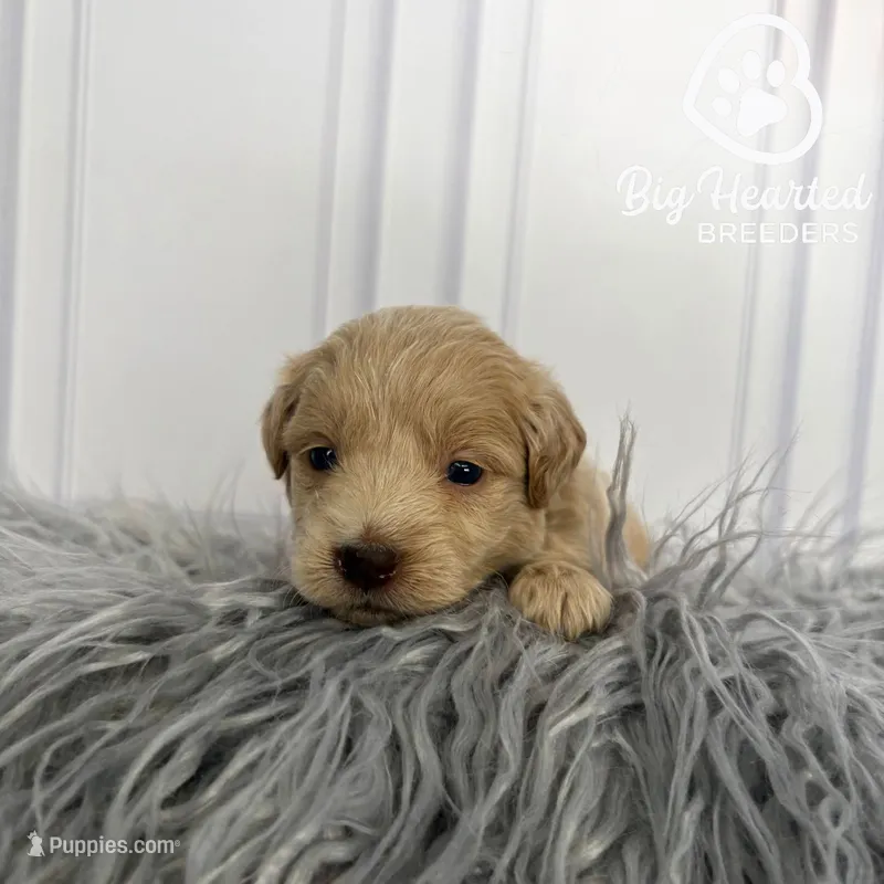Jean Gray – Miniature Golden Retriever puppy for sale in Utah, UT