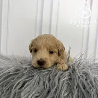 Jean Gray, a female Miniature Golden Retriever for sale in Utah, UT – 1 of 5