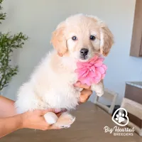 Natasha, a female Miniature Golden Retriever for sale in Utah, UT – 5 of 5