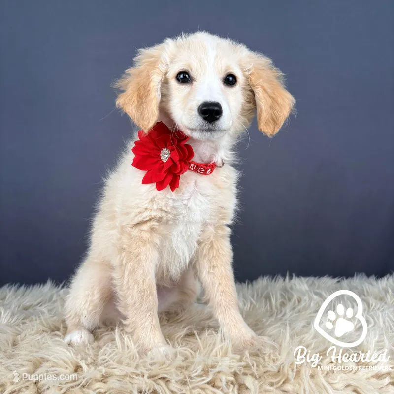 Liberty – Miniature Golden Retriever puppy for sale in Utah, UT