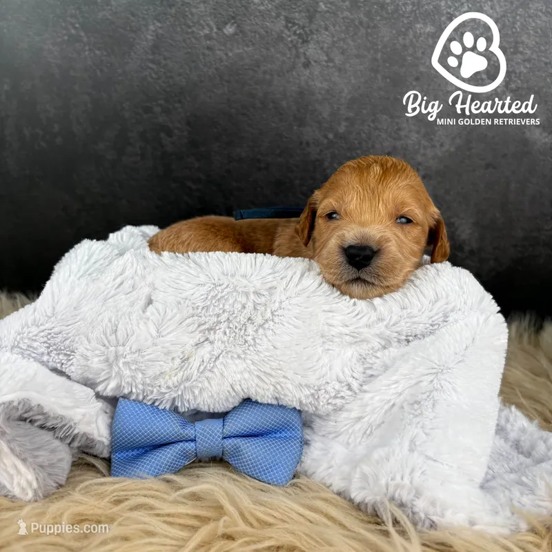 Steve – Miniature Golden Retriever puppy for sale in Utah, UT