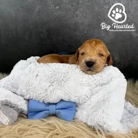 Steve, a male Miniature Golden Retriever for sale in Utah, UT – 1 of 2
