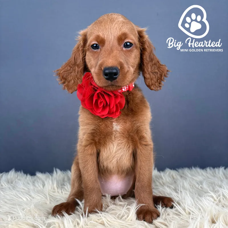 Aura – Miniature Golden Retriever puppy for sale in Utah, UT