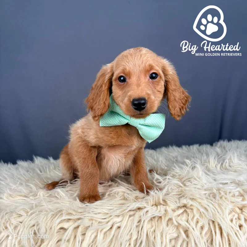 Rocket – Miniature Golden Retriever puppy for sale in Utah, UT