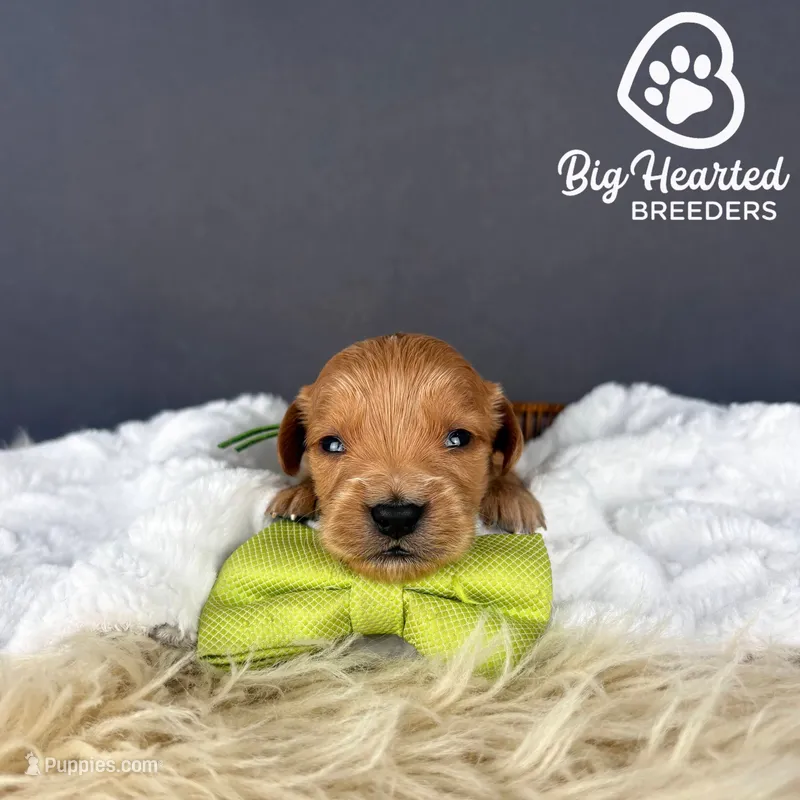 Gator – Miniature Golden Retriever puppy for sale in Utah, UT