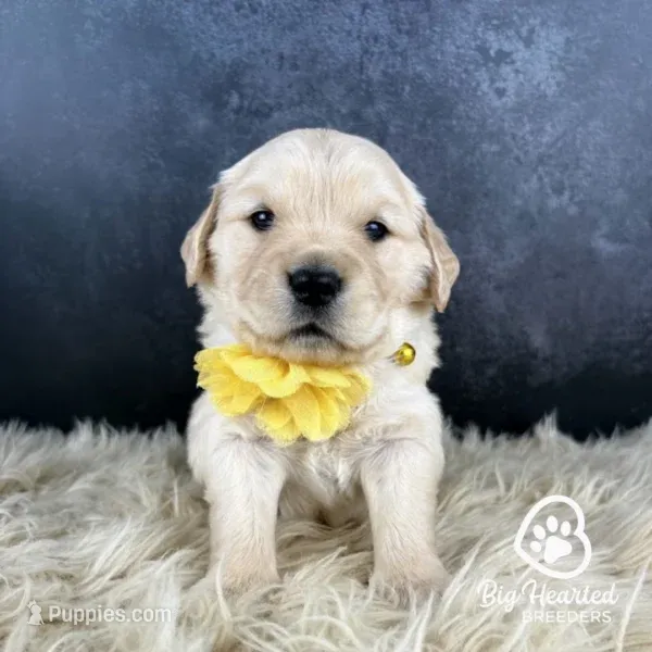 Latter – Miniature Golden Retriever puppy for sale in Utah, UT