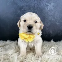 Latter, a female Miniature Golden Retriever for sale in Utah, UT – 1 of 1