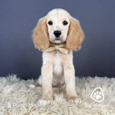 John – Miniature Golden Retriever puppy for sale in Utah, UT