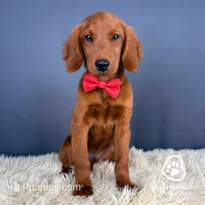 Marty – Miniature Golden Retriever puppy for sale in Utah, UT