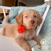 Pepper Potts, a female Miniature Golden Retriever for sale in Utah, UT – 5 of 5