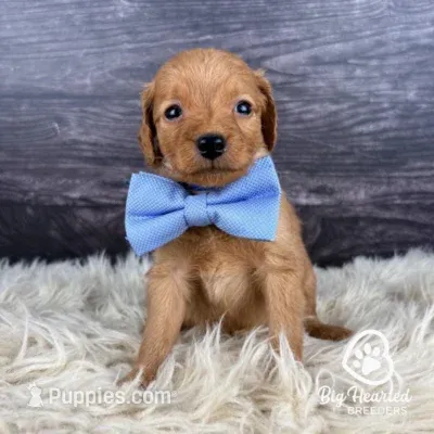 Storm – Miniature Golden Retriever puppy for sale in Utah, UT