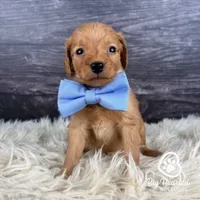 Storm, a male Miniature Golden Retriever for sale in Utah, UT – 1 of 1