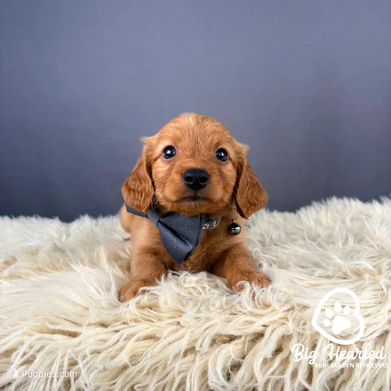 Shield – Miniature Golden Retriever puppy for sale in Utah, UT