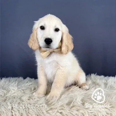 Arthur – Miniature Golden Retriever puppy for sale in Utah, UT