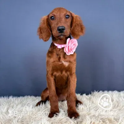 Alex – Miniature Golden Retriever puppy for sale in Utah, UT