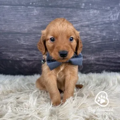 Shield – Miniature Golden Retriever puppy for sale in Utah, UT