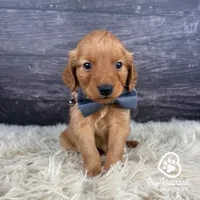 Shield, a male Miniature Golden Retriever for sale in Utah, UT – 1 of 1