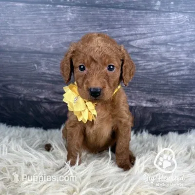 Sunny – Miniature Golden Retriever puppy for sale in Utah, UT