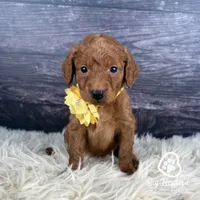 Sunny, a female Miniature Golden Retriever for sale in Utah, UT – 1 of 1