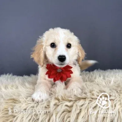 Liberty – Miniature Golden Retriever puppy for sale in Utah, UT