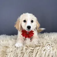Liberty, a female Miniature Golden Retriever for sale in Utah, UT – 1 of 1