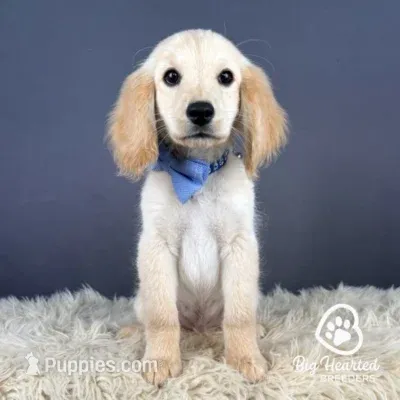 Mr. Smee – Miniature Golden Retriever puppy for sale in Utah, UT