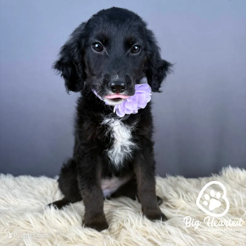 Star – Miniature Golden Retriever puppy for sale in Utah, UT
