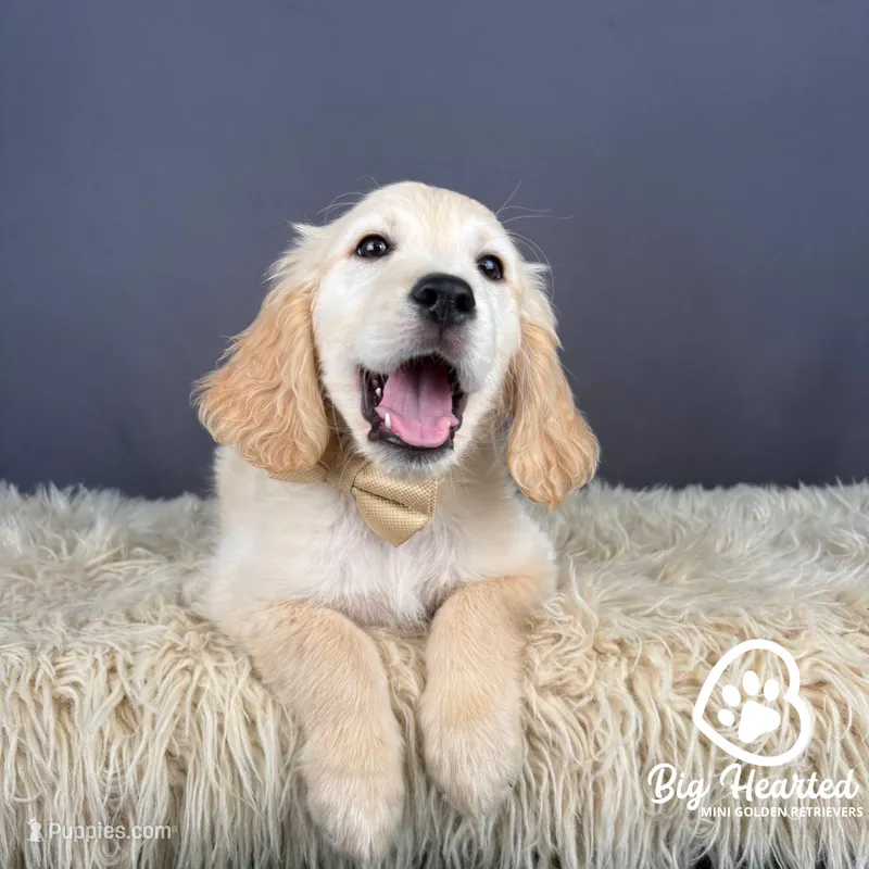 Arthur – Miniature Golden Retriever puppy for sale in Utah, UT