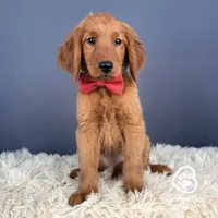 S'mores, a male Miniature Golden Retriever for sale in Utah, UT – 1 of 1