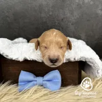 Steve, a male Miniature Golden Retriever for sale in Utah, UT – 2 of 2