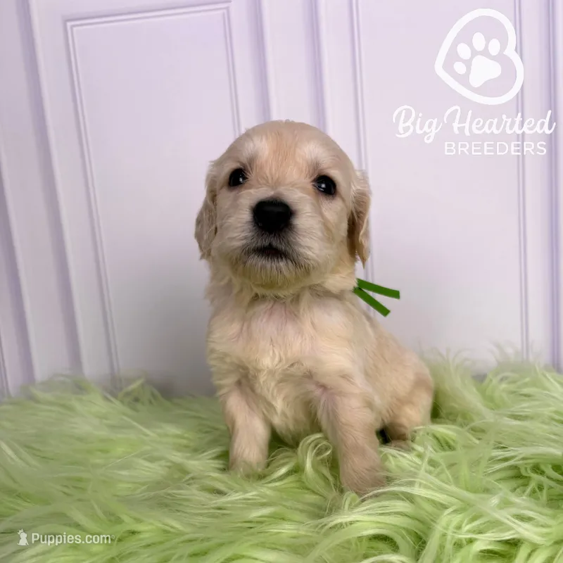 Billy – Miniature Golden Retriever puppy for sale in Utah, UT