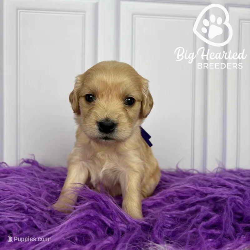 Winnie – Miniature Golden Retriever puppy for sale in Utah, UT