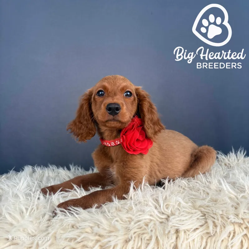 Aura – Miniature Golden Retriever puppy for sale in Utah, UT